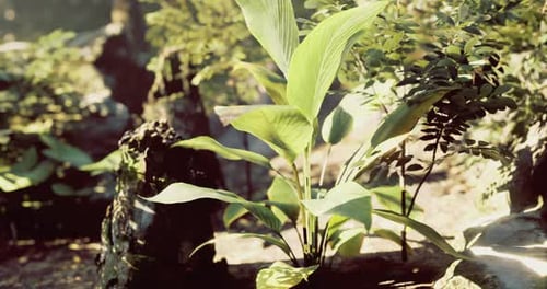 Lush Green Plants Thrive in a Serene Forest Environment at Sunrise