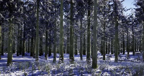 Snow Covered Forest Landscape Featuring Tall Evergreen Trees