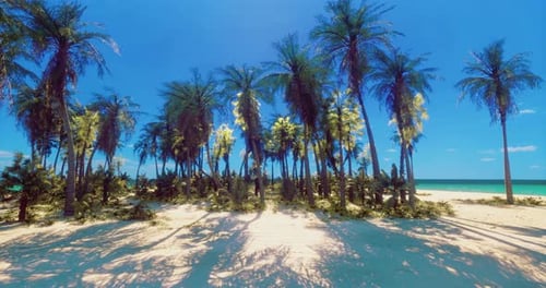 Tropical Beach with Palm Trees Under Clear Blue Sky During Daytime