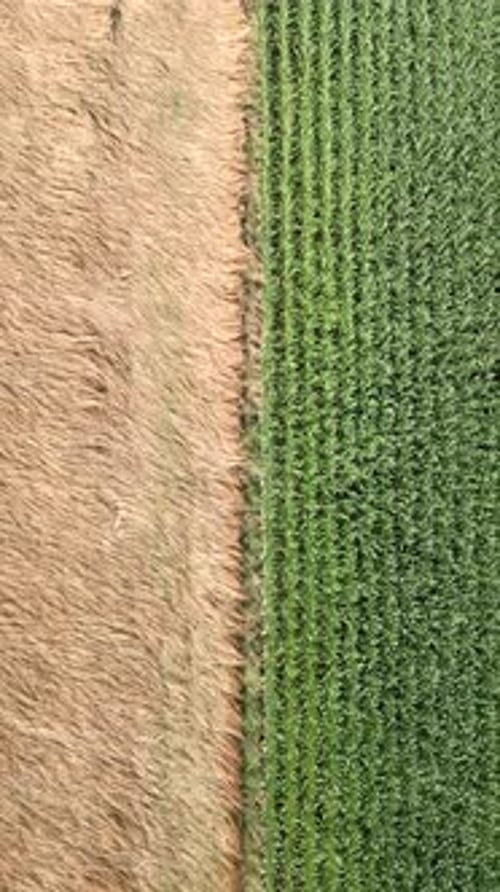 Top View of Grain and Corn Fields