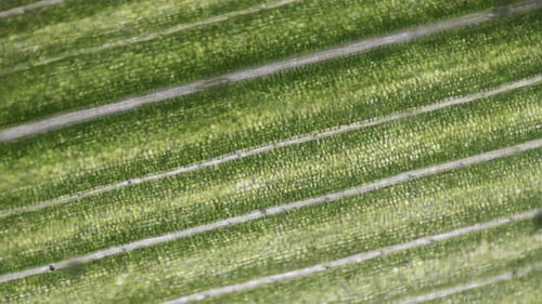 Natur- und Biologiekonzept. Grünes Gras. Detailansicht unter dem Mikroskop