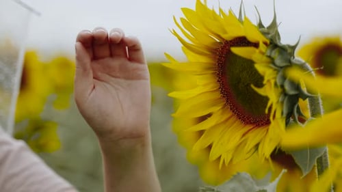 Hand Gently Touching Blooming Sunflower in Field