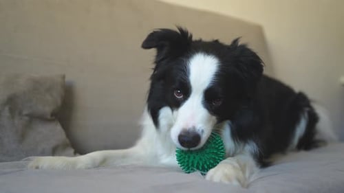 Adorable Border Collie Dog With Toy on Couch