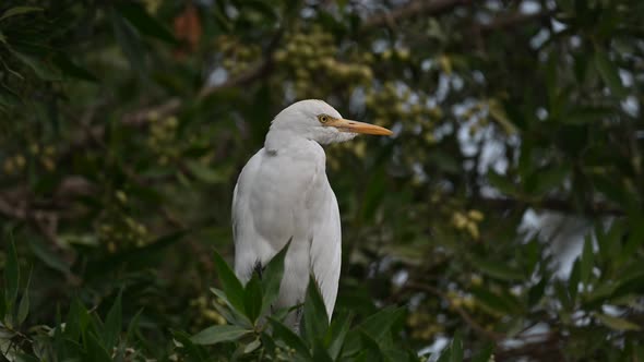 Cattle egret wandering on the trees for insects in the marsh land ...