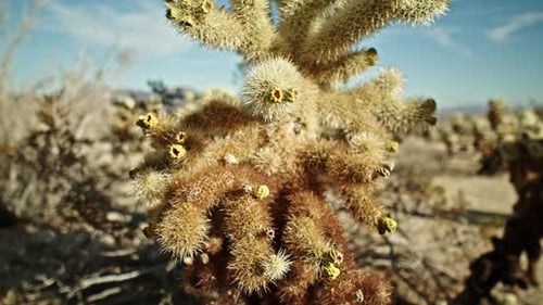 Kaktuspflanze im Joshua Tree National Park in Kalifornien an einem teilweise bewölkten Tag mit Video-Dolly-Film