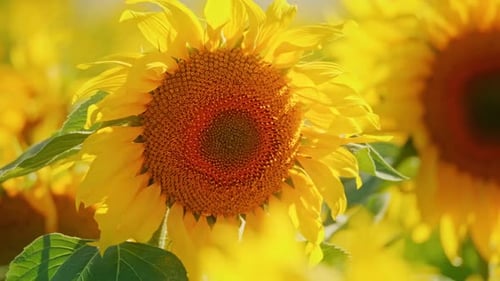 Yellow Sunflowers Blooming in a Rural Field