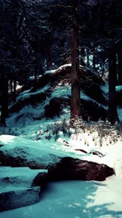 Snowy Forest Path Revealing Rock Formations and Tall Trees in Winter Scene