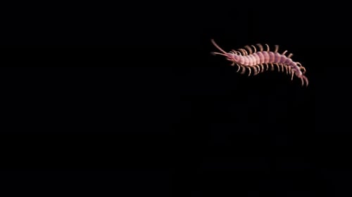 Centipede Loop With Alpha Prores