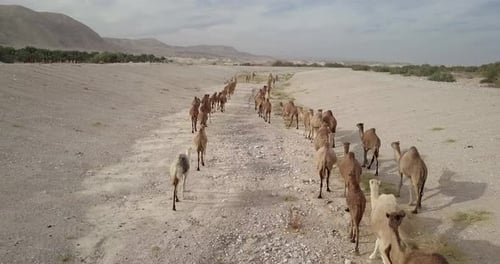 Flying over Camels Herd in the desert