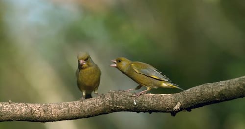 European Greenfinch, carduelis chloris, Adult Bullying Fight, Normandy in France, Slow Motion 4K