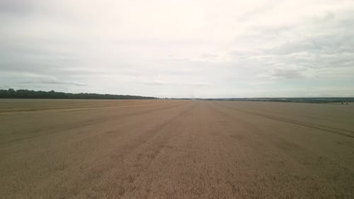 Wheat field aerial view in Ukraine