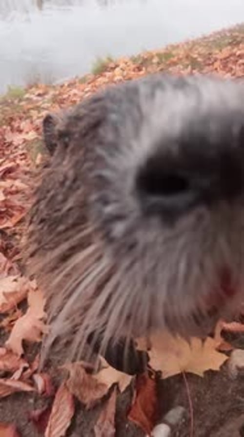 Two of curious Nutrias approaching camera, looks into lens, sniffing and touching it