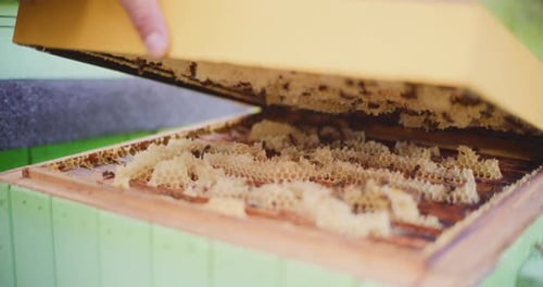 Bees in a Bee Hive Close Up