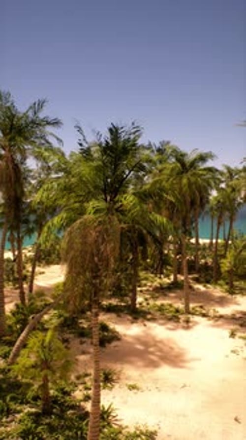 Sandy Beach With Palm Trees and Ocean