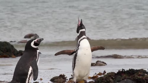 Magellanic penguins on the beach