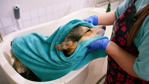 Dog Wrapped in Towel After Bath