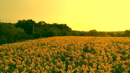 Aerial View of Sunflower Field