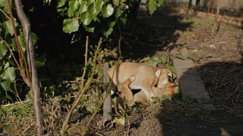 A Very Little Puppy is Running Happily with Floppy Ears Trough a Garden with Green Grass It Almost