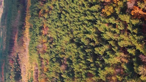 Sunlit colorful fall forest