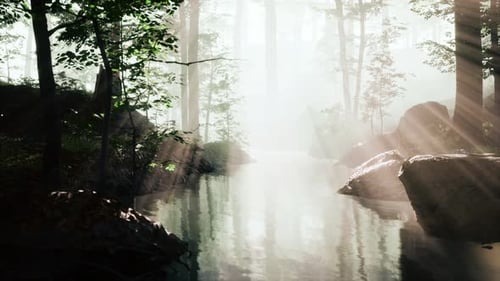 Pond Swamp with Unique Atmosphere and Fog Beneath the Trees