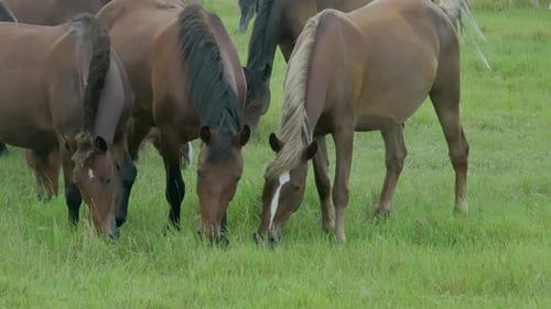 A Herd Of Horses Grazing In A Green Meadow On A Summer Day
