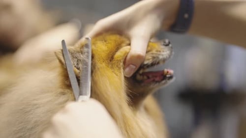 Dog Getting Groomed With Thinning Shears