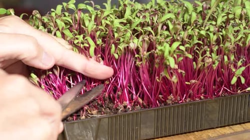 plan détaillé. Découpe d'un micro-légume de betterave