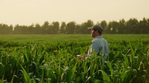 Professional Agriculturist Examining Young Corn Plants In Field In Summer Evening Agribusiness