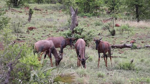Topi Grazing Peacefully in African Savanna