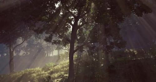 Sunlight Filtering Through Trees in a Peaceful Forest Setting