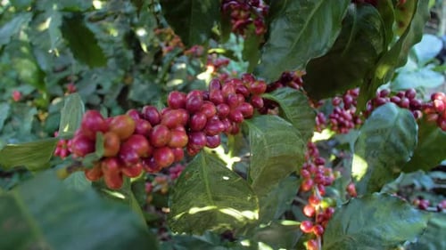 A coffee plant filled with red ripe coffee beans fruit in a windy field.