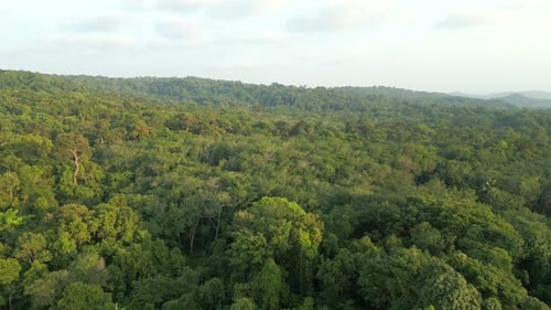 Aerial View of a Dense Tropical Rainforest in Thailand