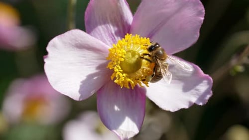 Bee Pollinating a Flower in a Vibrant Garden During Springtime