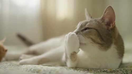 Domestic Cat Grooming on Bed in Natural Light