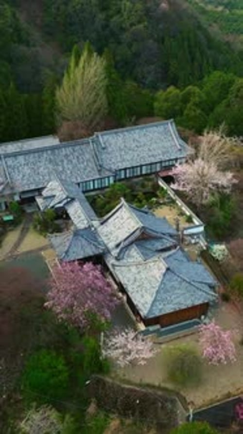 Vertical Aerial landscape above Japanese Temple with Cherry blossom Sakura flowers