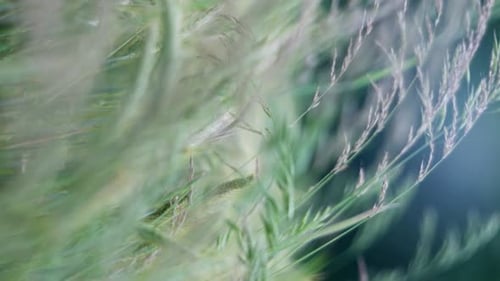 Wind weht durch hohes Gras und schafft ein ruhiges, natürliches, friedliches Weizenfeld