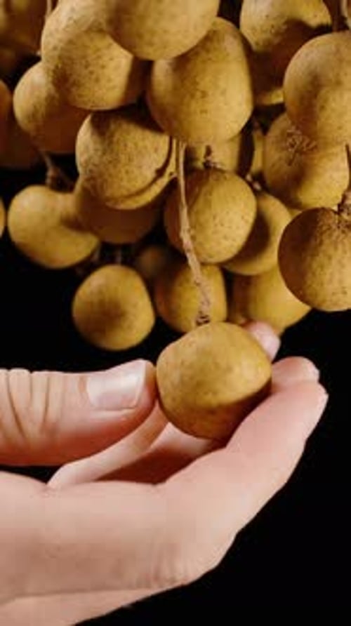 Vertical video. Close-Up of a Hand Gently Holding a Cluster of Longan Fruit from Below Against a