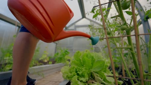 Person Watering Plants in Greenhouse with Orange Can