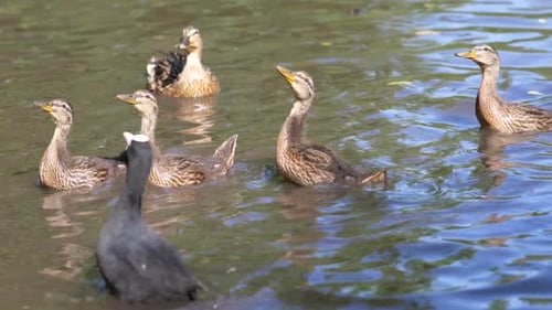 Slow motion footage of feeding ducks at the park.