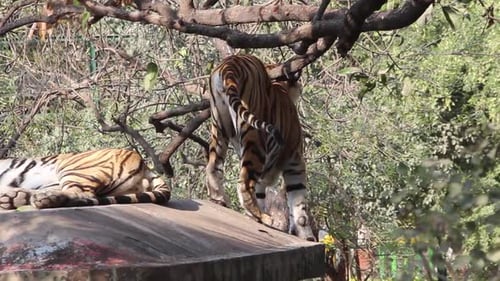 Young tiger standing on wall and playing with tree branch in zoo park I Big cat Bangal Tiger playing