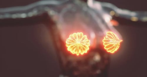 Detailed Anatomy of the Human Mammary Glands Highlighting Structural Features