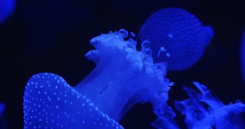 Blue Jellyfish Tentacles Glowing in Dark Ocean Background Spotted Jelly Mastigias Papua Floats
