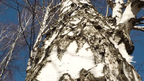 Frosty bald tree branches against blue sunny sky