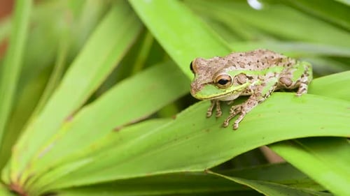 grüne und braune Laubfrosch-Amphibie auf grünem Laub, Nahaufnahme