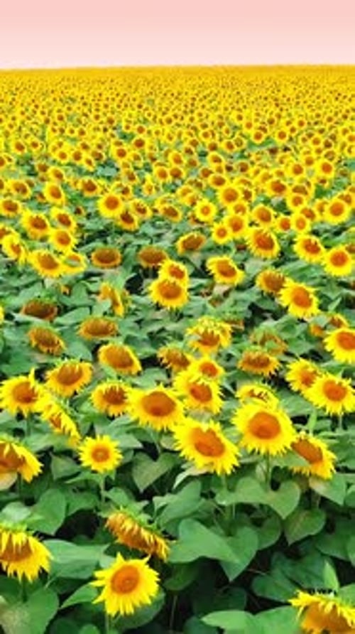 Amazing view of sunflowers swaying on the wind in a field in summer.