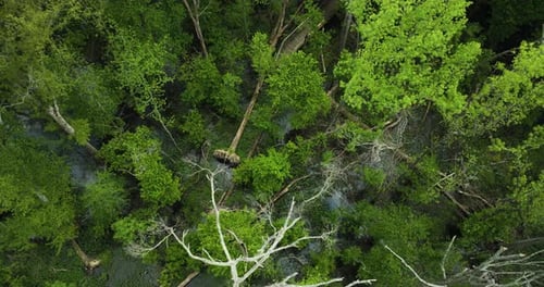 The lush, dense canopy at big cypress tree state park with a striking dead tree, aerial view