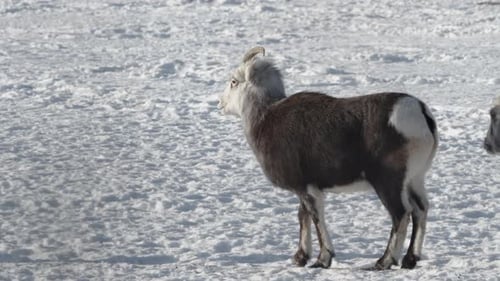 Two Female Thinhorn Sheep Walking On Snow In Winter In Yukon, Canada. closeup shot