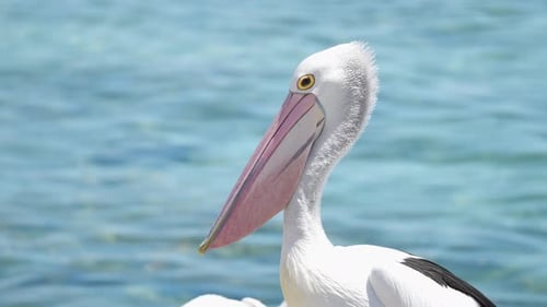 Closeup of a Pelican bird in Australia on the right hand side of the frame