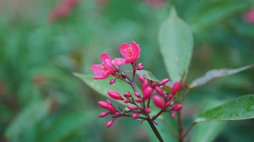 Close Up of Pink Flowers Blooming in Nature