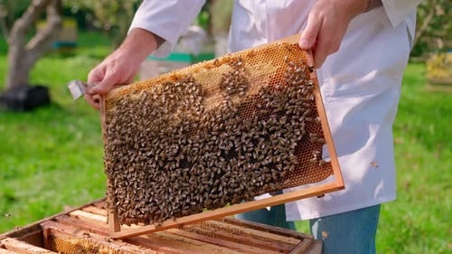 Honey Combs